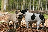 BOULEDOGUE FRANCAIS 1044